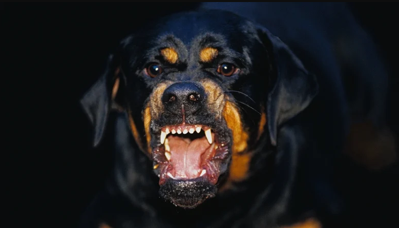 Ротвейлер-"напарник": на Київщині жінка використовувала собаку, щоб грабувати