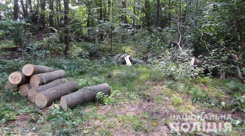Майстра лісу на Житомирщині підозрюють у незаконних рубках лісу, які завдали державі збитків на сотні тисяч гривень